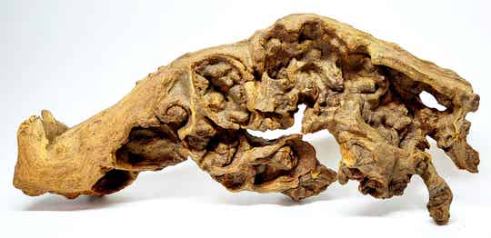 Savannenwurzel (RVS 15)