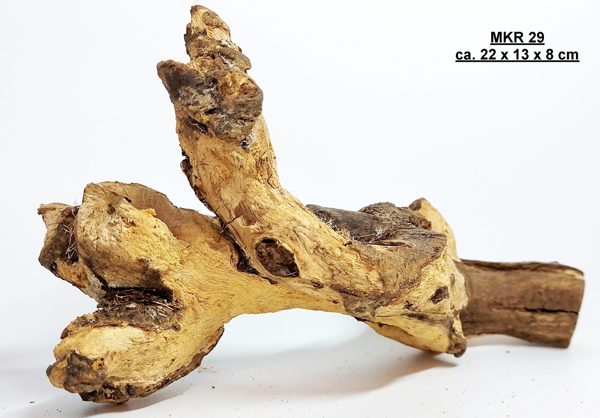 Kuwa Wurzel (MKR 29)