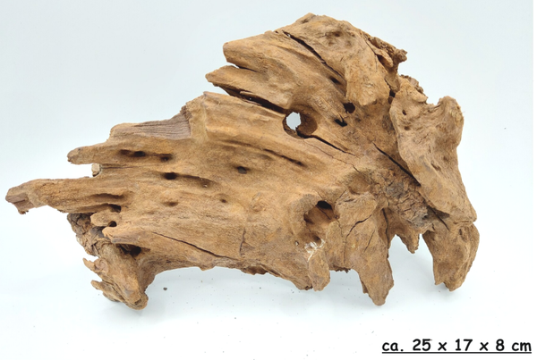 Mangrovenwurzel (MOK7)