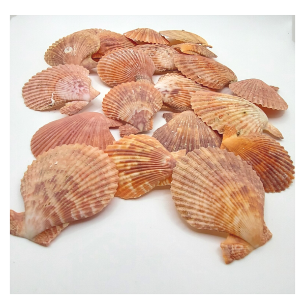 Muschel Hälften apricot