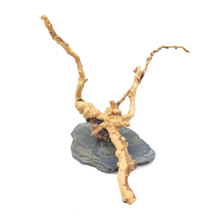 Wurzel auf Schiefer (TNW 1), ca. 13 x 14 x 12 cm