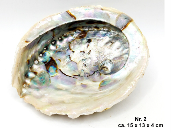 15 cm große Perlmutt Abalone Schale (PP 2)