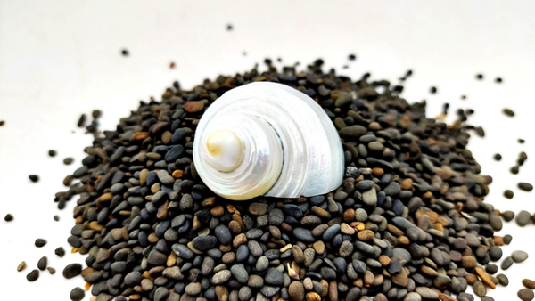 Perlmutt Schnecke- 3,5 bis 5,5 cm