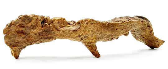 Savannenwurzel (RVS 33)