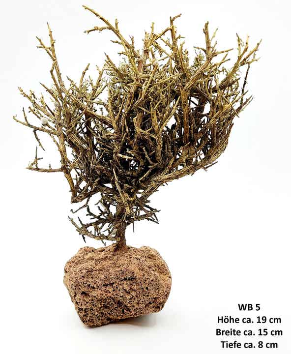 verschiedene Bonsai Bäumchen (Wüstenbusch) auf Lava