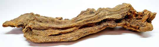 Savannenwurzel (RVS 17)