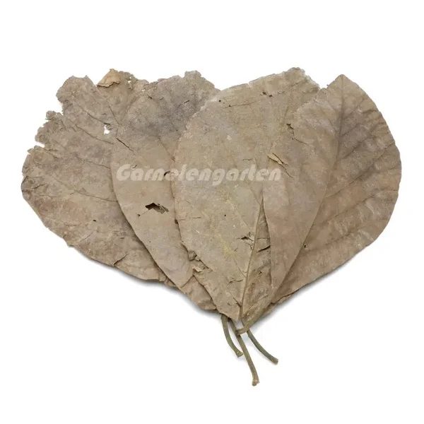 Teak Blätter 15 g