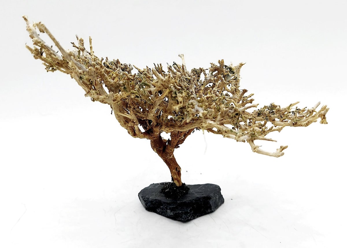 boxwood bonsai tree 38 Year Old Japanese Kingsville Boxwood Specimen Bonsai Tree