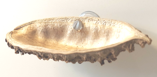 Bolsa de Pastor Schote mit oder ohne Saugnapf