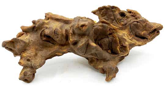 Savannenwurzel (RVS 39)