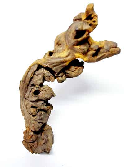 Savannenwurzel (S 4), ca. 21 x 9 x 6 cm