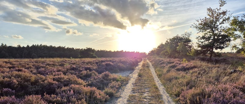 De Veluwse heide, foto door G. Sleyman