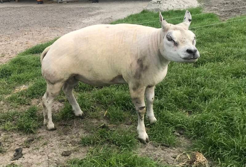 2 jarige ram:586-06110  89/89