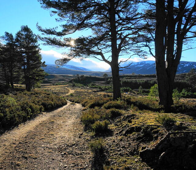 Scotland's Finest: Abernethy Forest