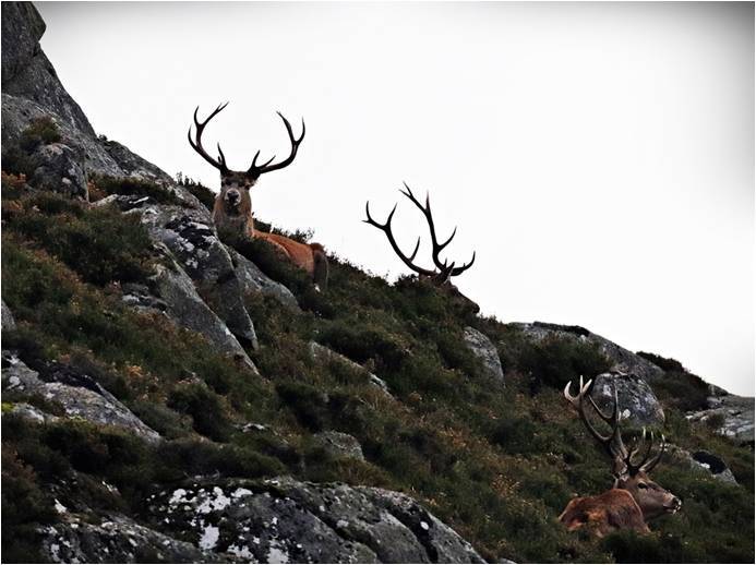 Scotland's Finest: Deer on the hill