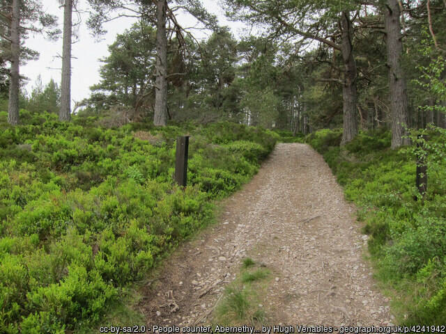 Scotland's Finest: Abernethy Forest
