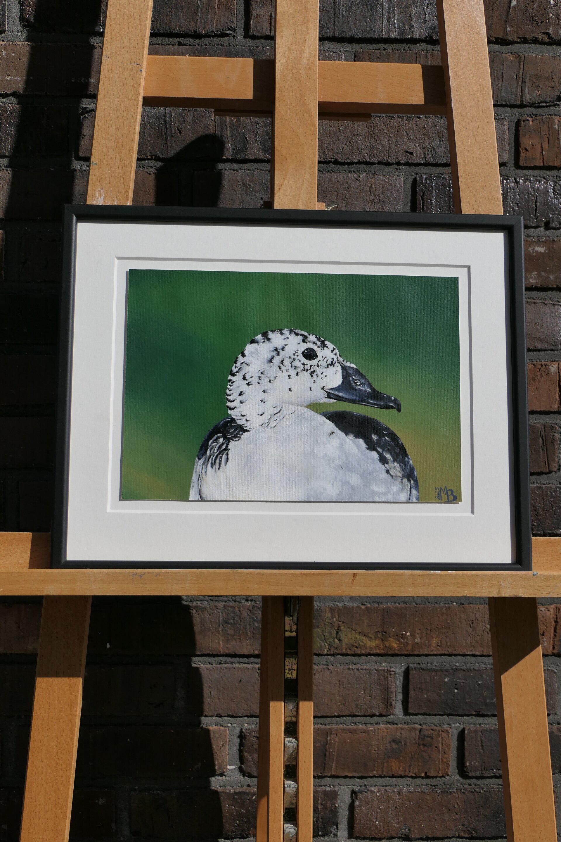 Knob-billed Duck – Female Grace