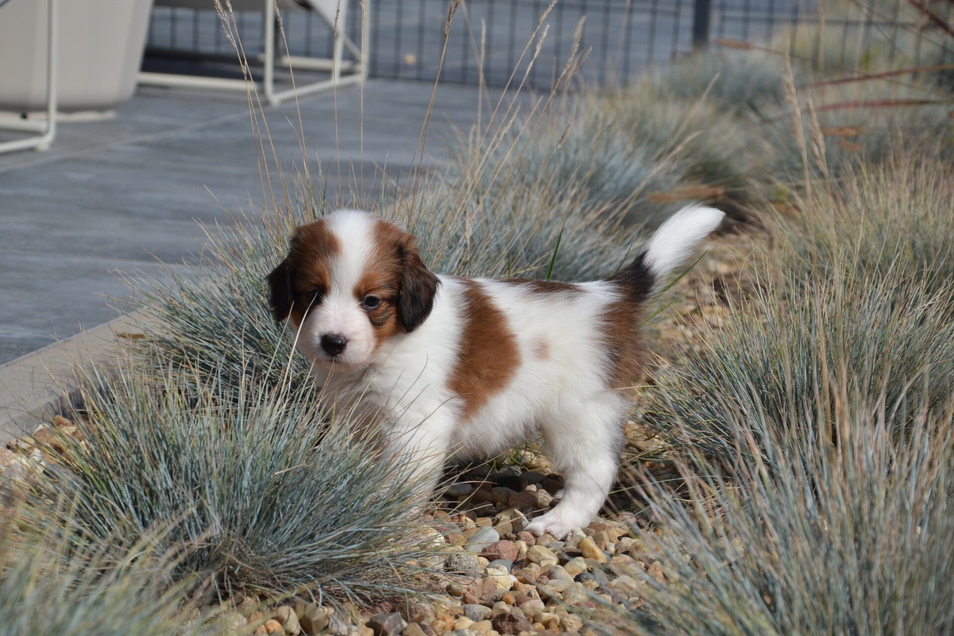 Aurora Royal Kooiker