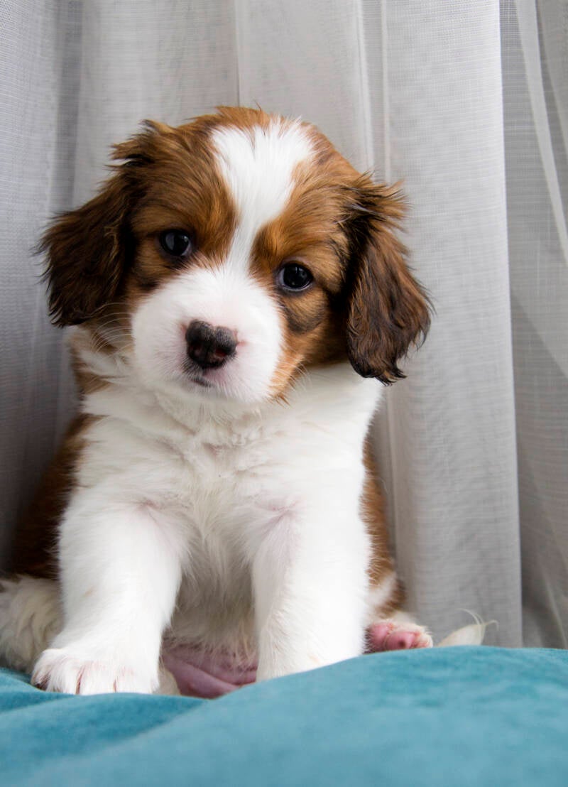 Aurora Royal Kooiker