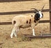 Oppo's Working Care Farm