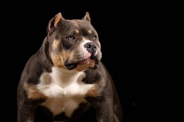 Honden Studio
