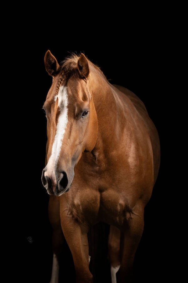 Paarden Studio - Fine Art