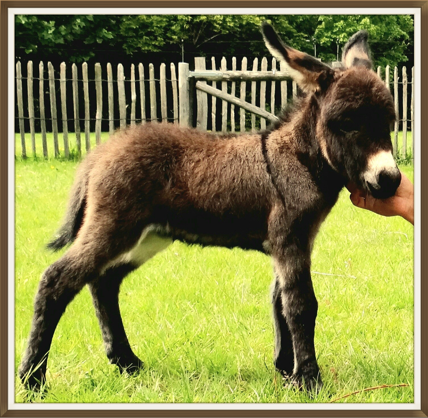 Micro Ezel Onze mini ezels