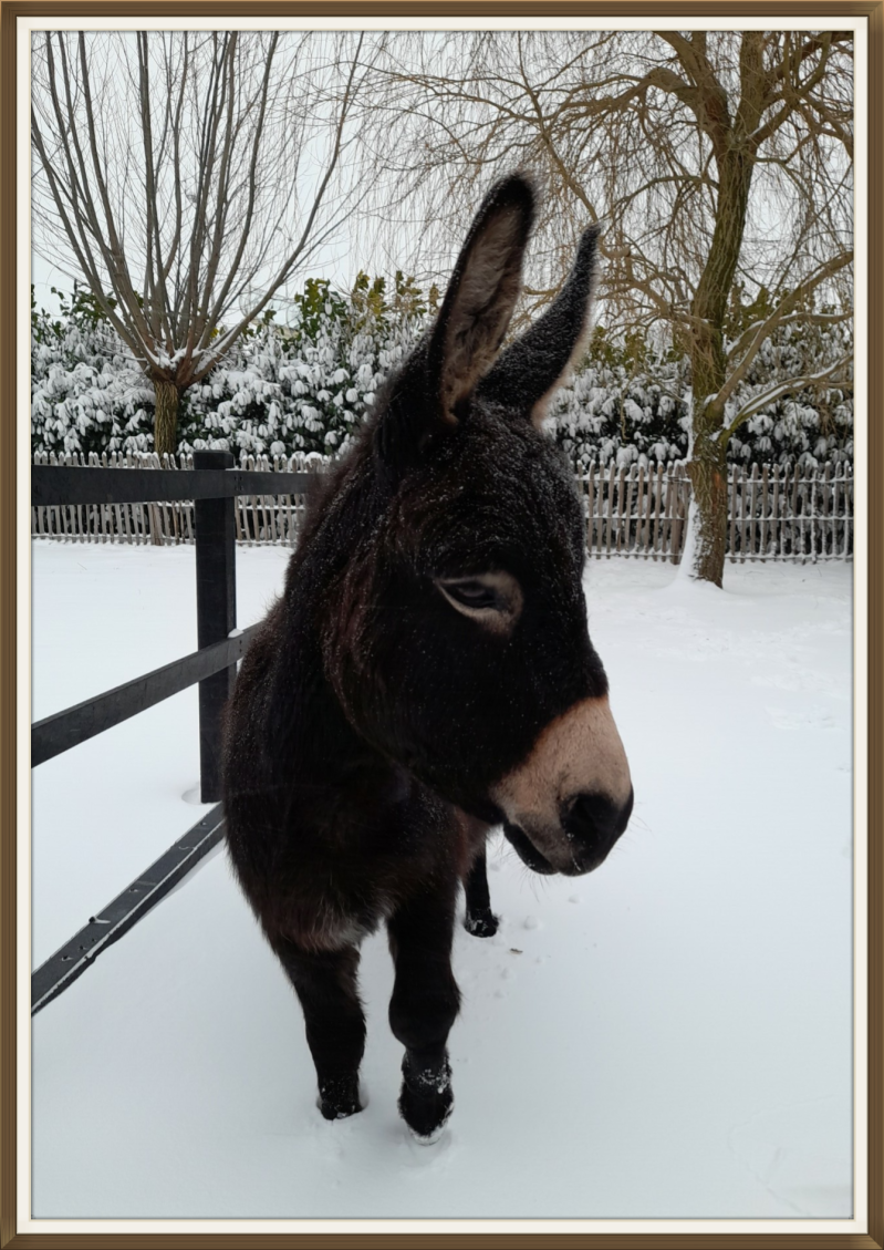 Mini ezel in de sneeuw