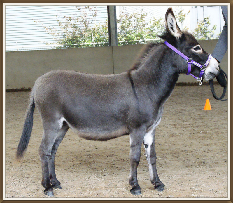 Mini ezel Lizzy tijdens de ezelkeuring