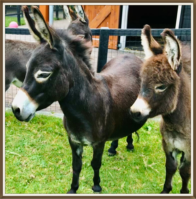 Mini ezel merrie met veulen