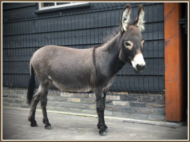 Mini ezel Femmy 1 jaar oud