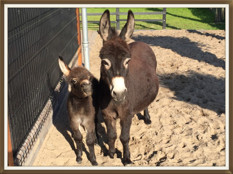 Mini ezel Milly met haar veulen Lizzy