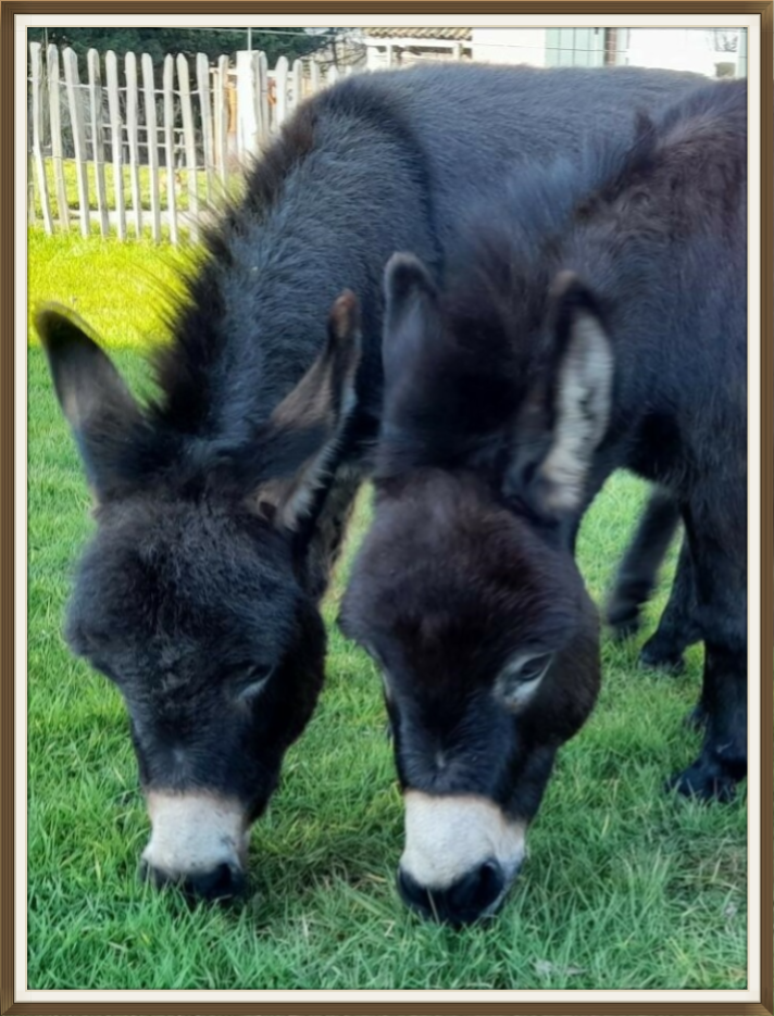 Mini ezeltjes Milly en Lizzy 