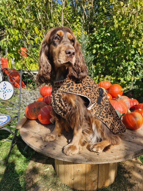 Manteau chien en velours côtelé léopard 🐆