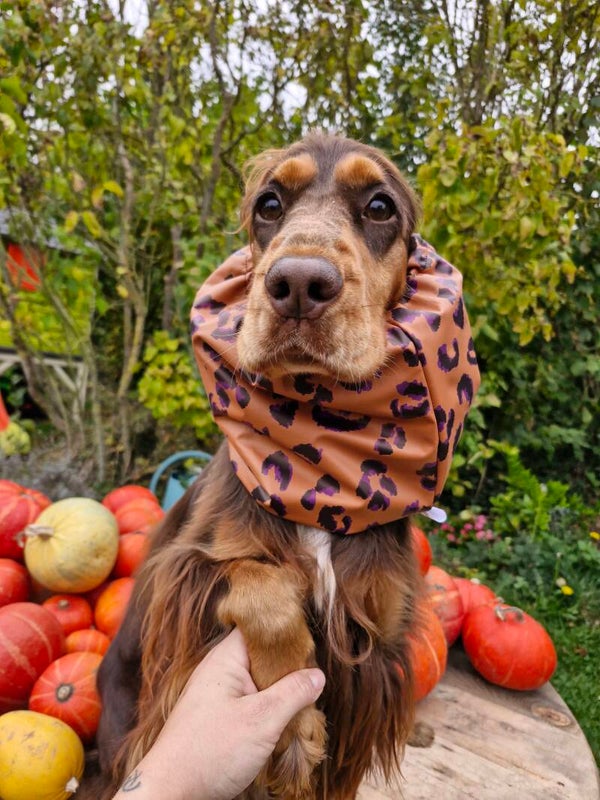 Snood imperméable léopard 🐆