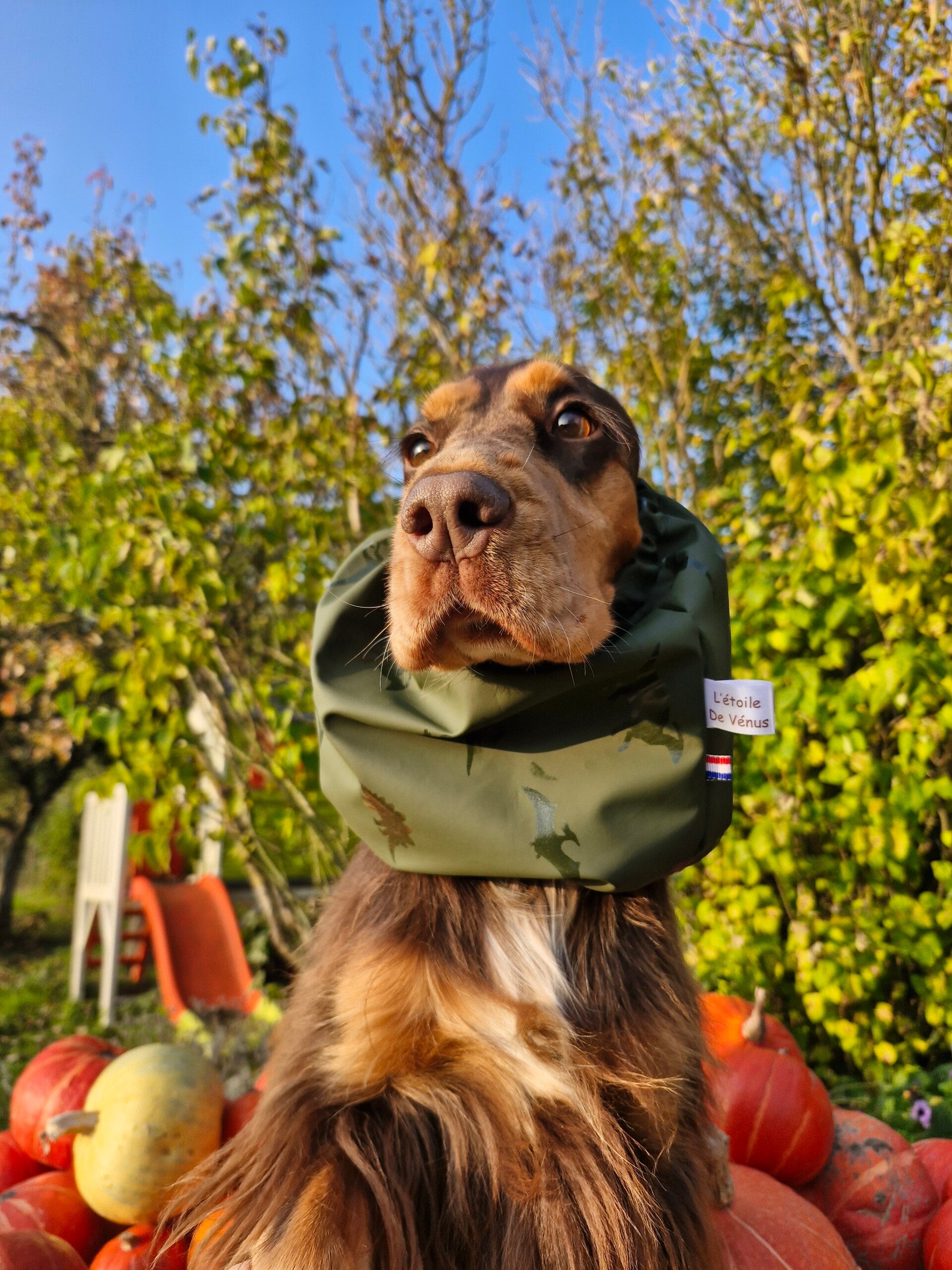 Snood Elfa  , imperméable dinosaures 💚