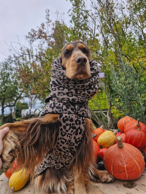 Manteau chien leopard avec snood en bouclettes