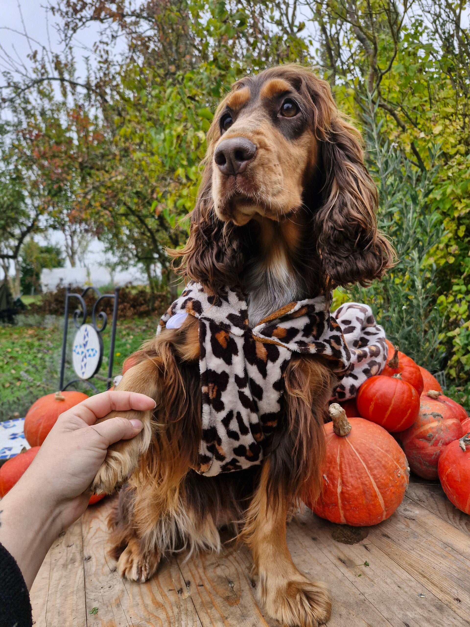 Manteau chien en polaire léopard 🐆