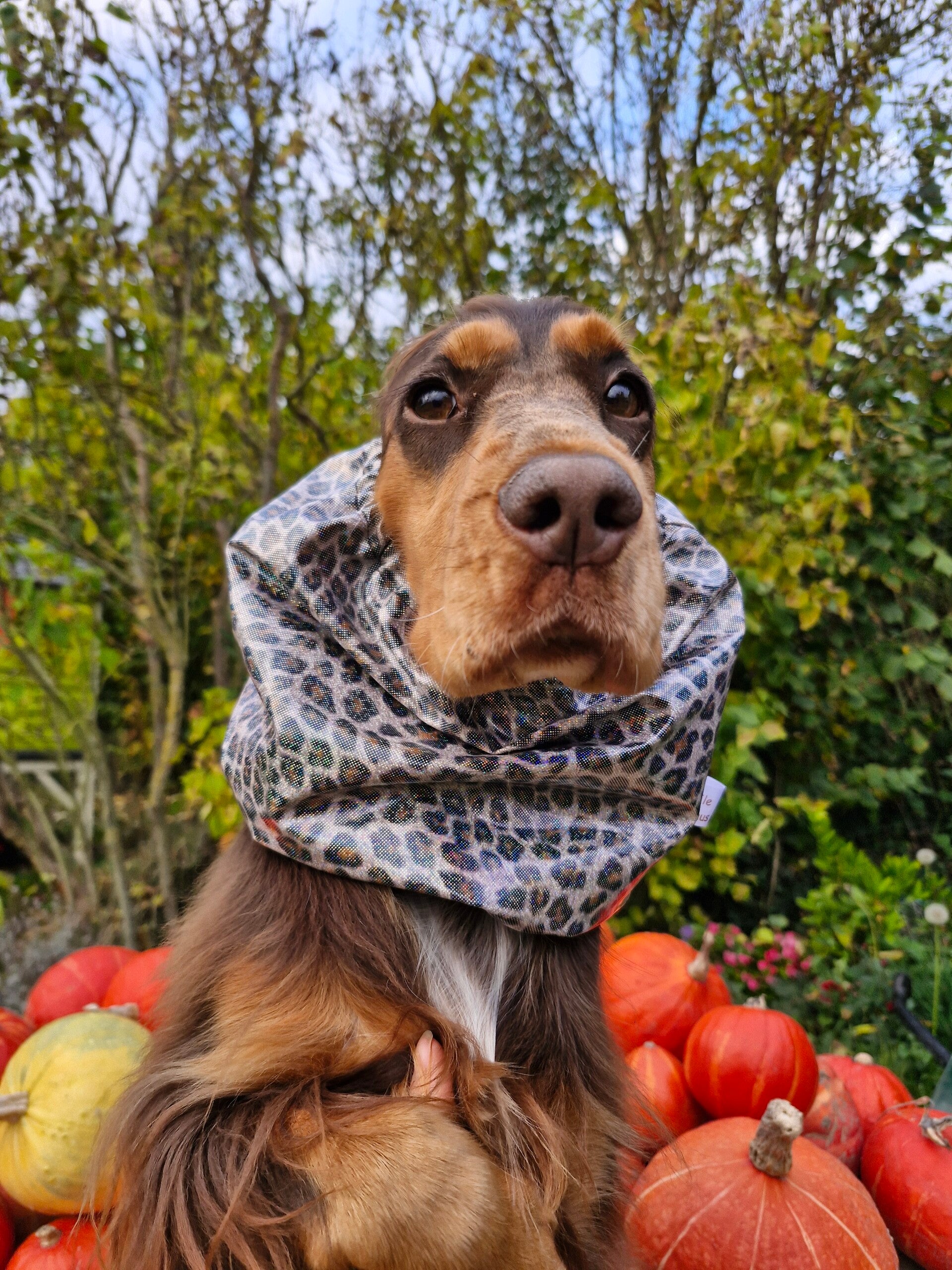 Snood imperméable léopard à paillettes 🐆