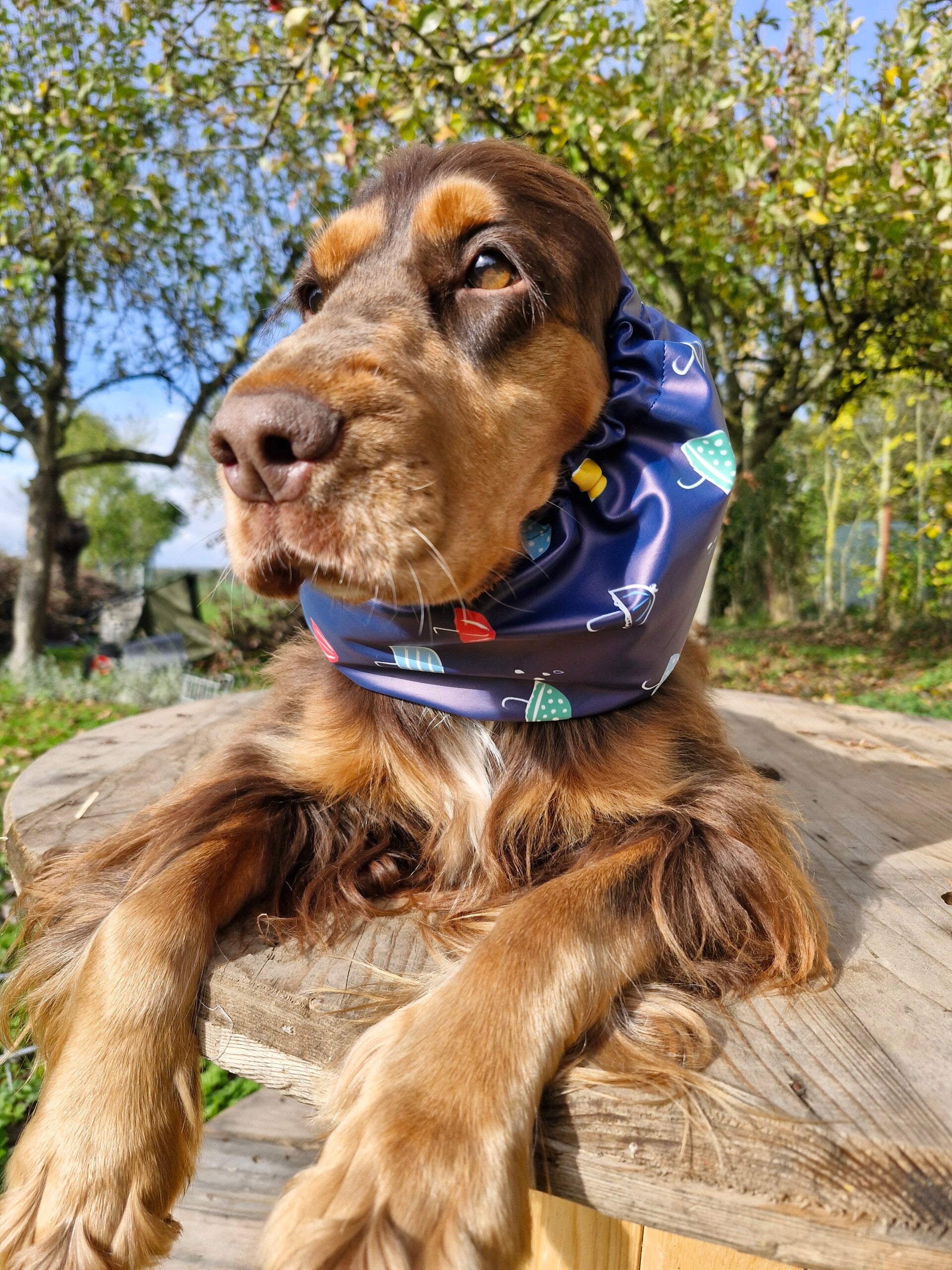 Snood cocker imperméable 🌂