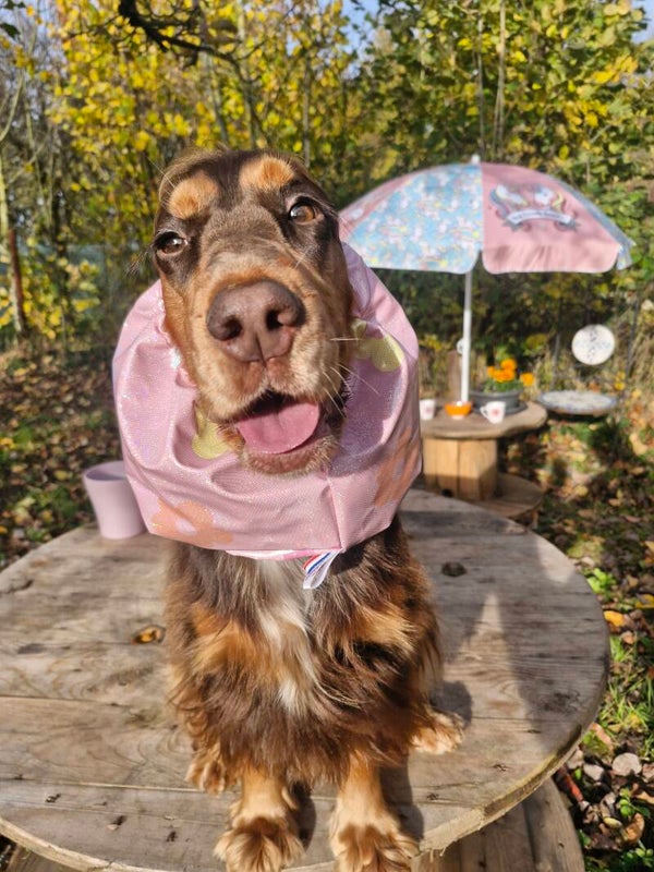 Snood cocker imperméable pailleté a fleurs 🌸