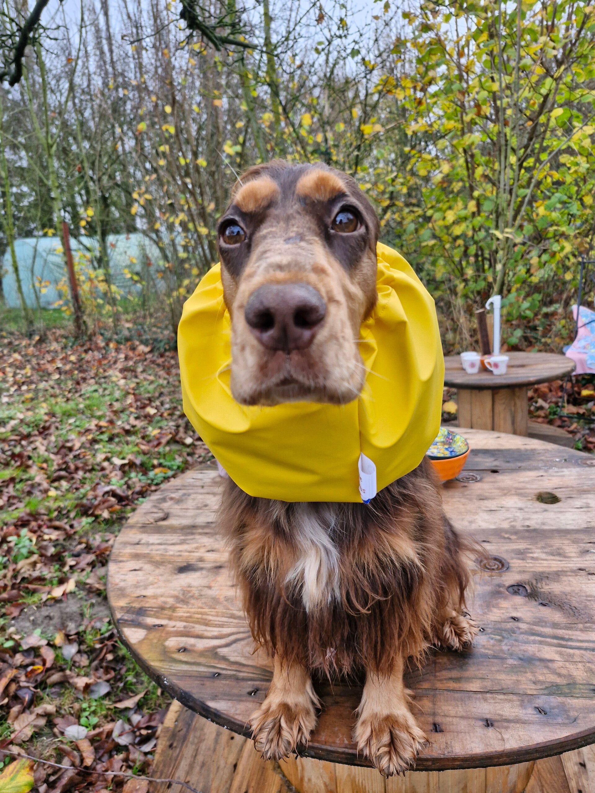 Snood cocker  imperméable jaune 🌞