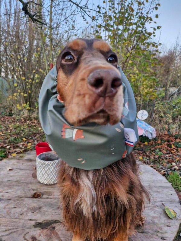 Snood cocker imperméable renard 🦊