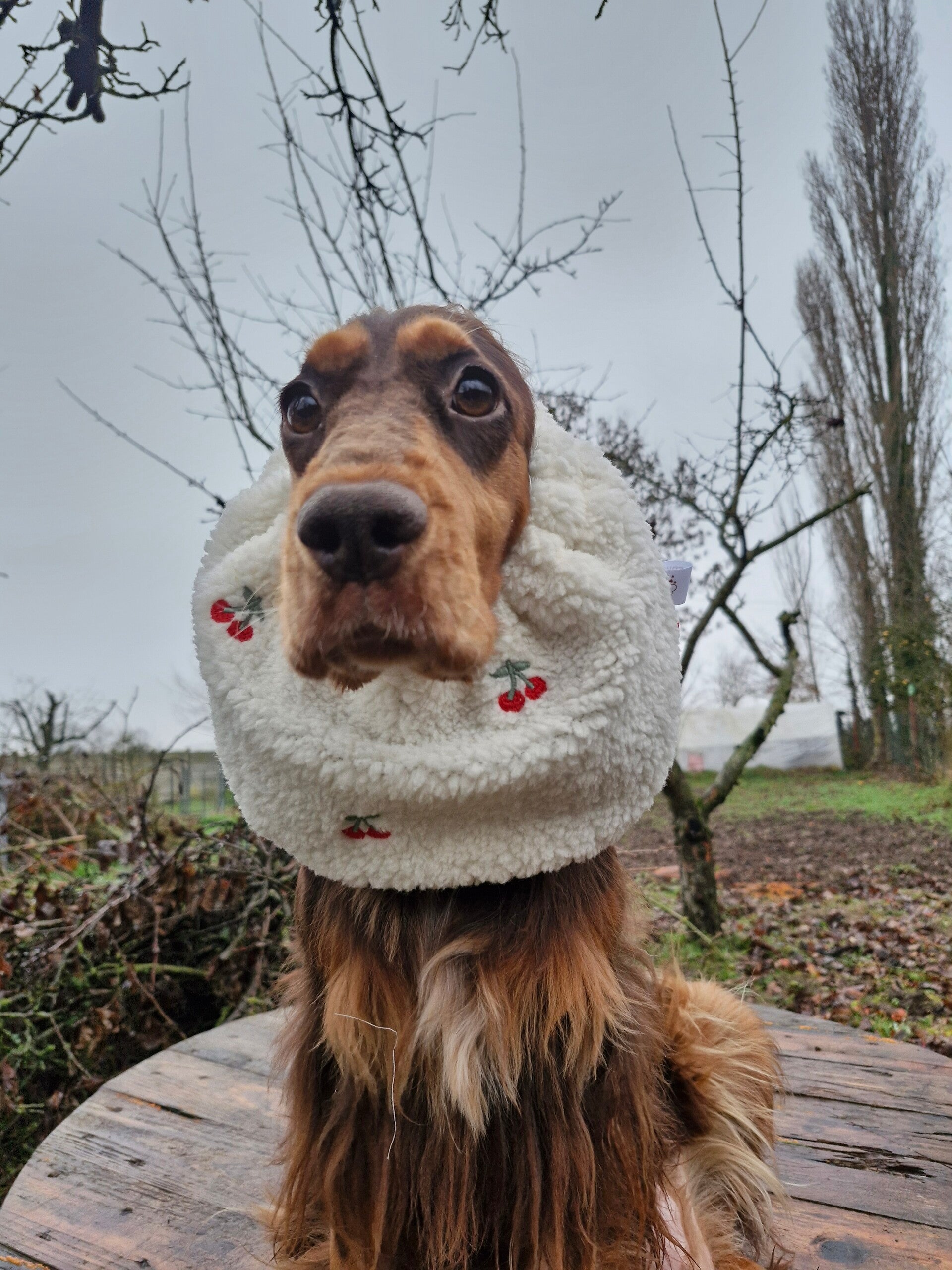 Snood cocker en sherpa cerises