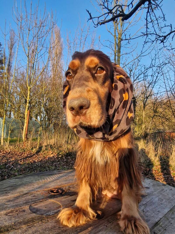 Snood cocker en velours stretch léopard 🐆