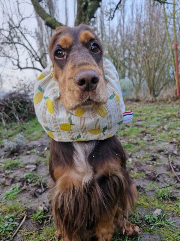 Snood cocker en double gaze de coton 🍋