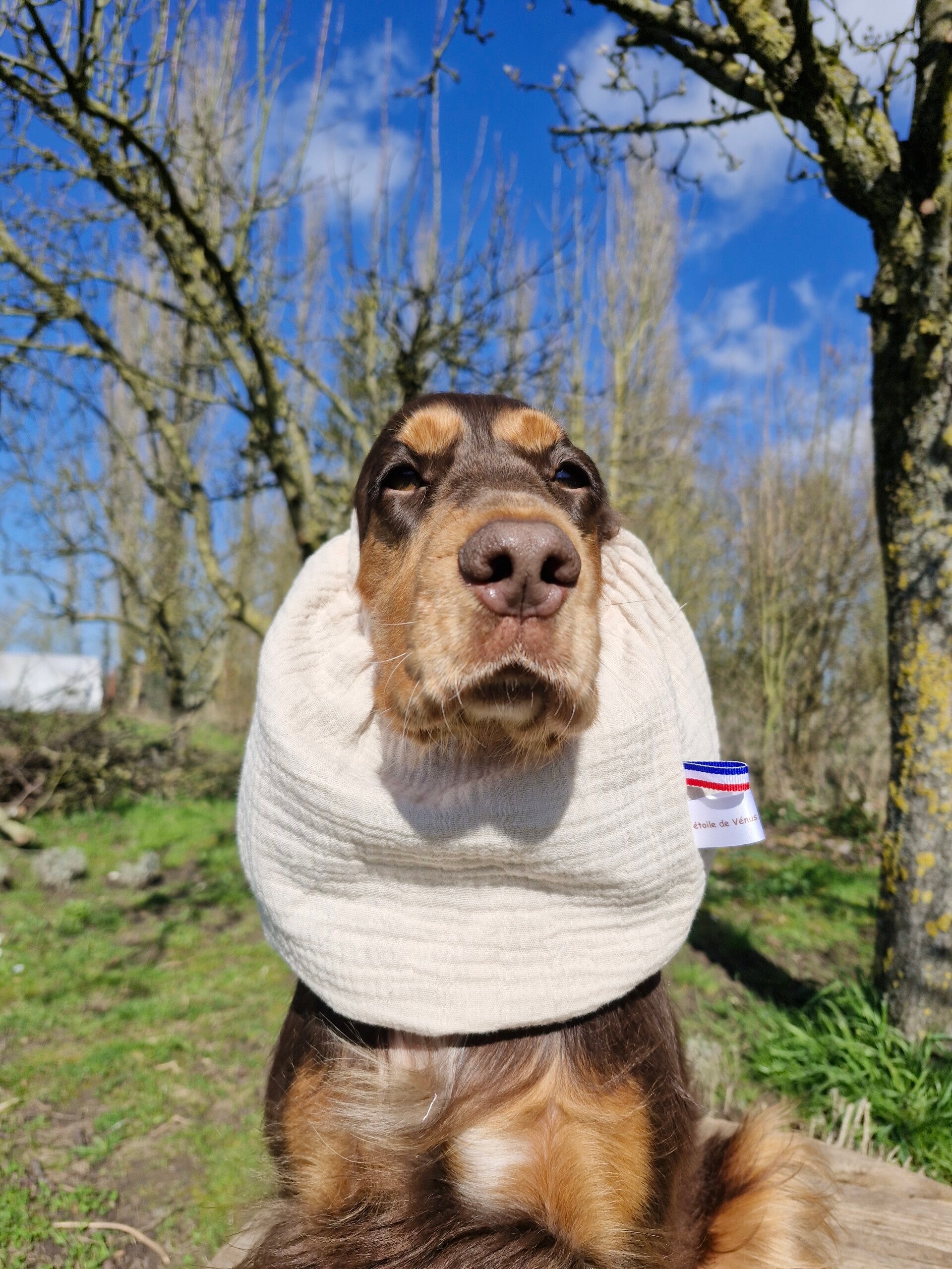 Snood cocker en double gaze de coton uni
