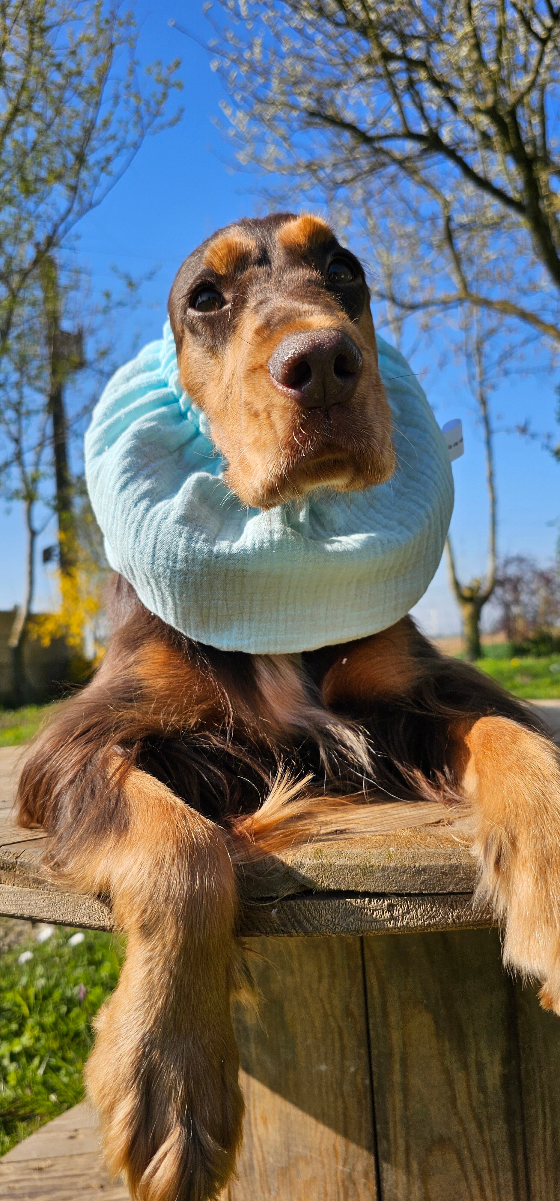 Snood en double gaze de coton 💙