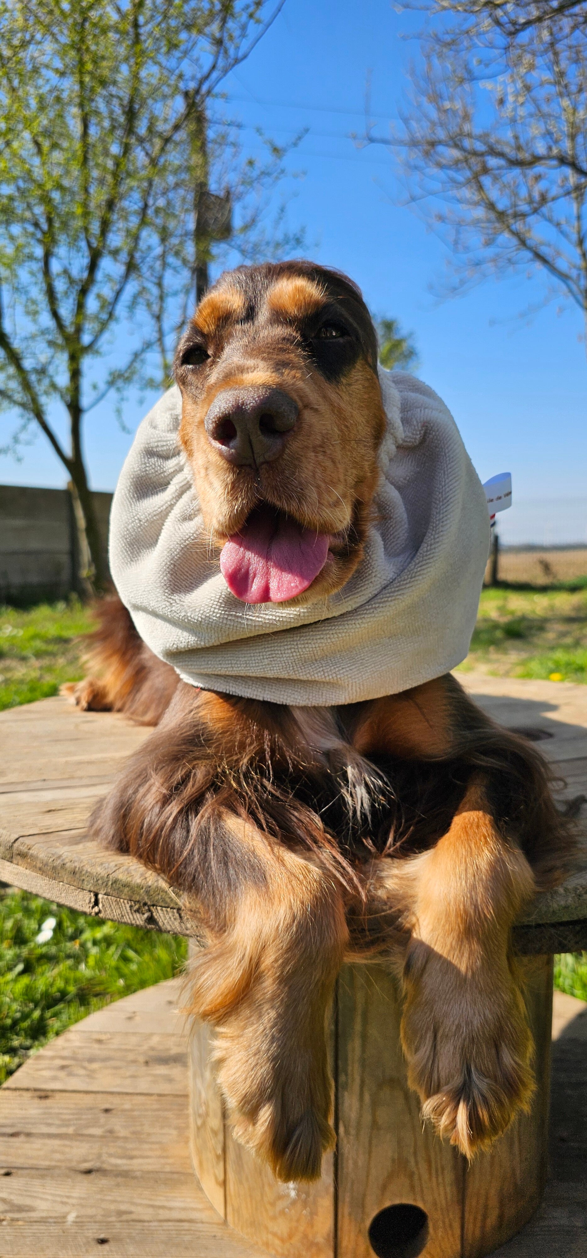 Snood cocker en éponge absorbante 🤎