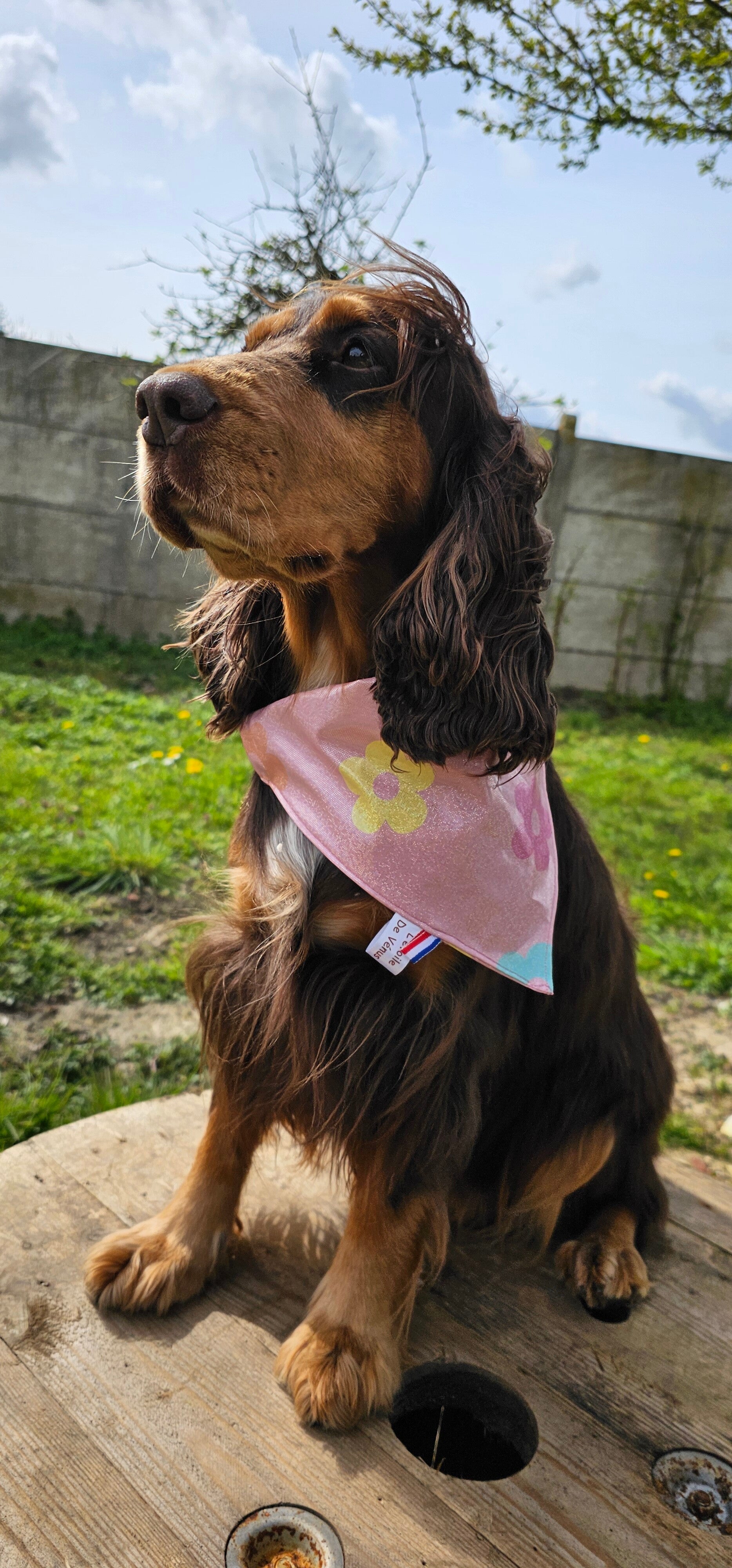 Bandana collier chien imperméable 🌸